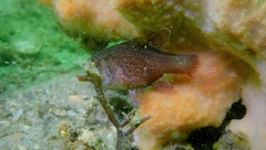 Vincentia novaehollandiae