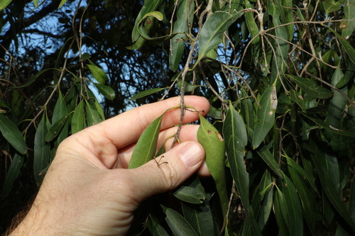 Image of Notelaea microcarpa by (c) Greg Tasney, some rights reserved (CC BY-SA)