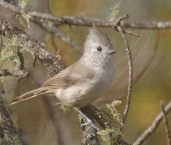 Baeolophus inornatus cineraceus