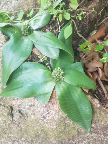 Chlorophytum pusillum image