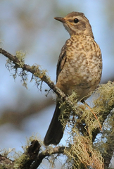 Turdus migratorius confinis