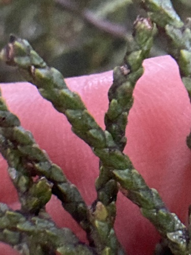Alpine tarwood (Halocarpus biformis)