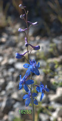 Delphinium parishii parishii