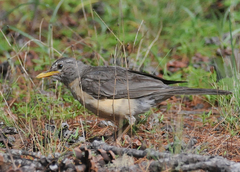 Turdus migratorius confinis