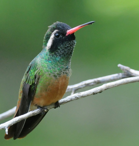 Xantus's Hummingbird