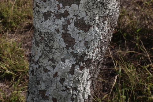 Image of Bumble Tree (Capparis mitchellii) by (c) Greg Tasney, some rights reserved (CC BY-SA)