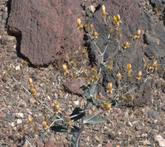 Mentzelia oreophila