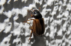 Leucothyreus marginaticollis