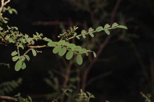 desert indigo (Indigofera brevidens)