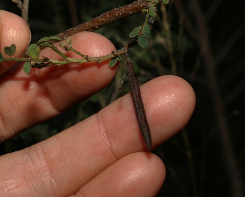 Image of Indigofera brevidens by (c) Greg Tasney, some rights reserved (CC BY-SA)