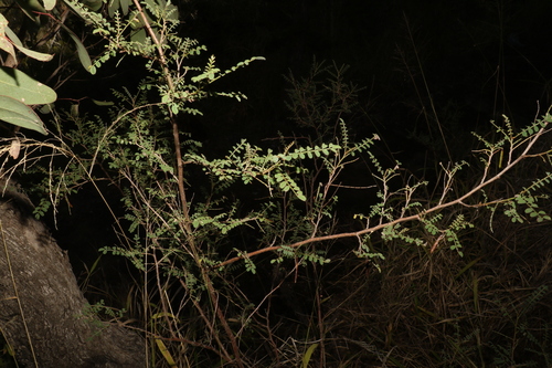 Image of Indigofera brevidens by (c) Greg Tasney, some rights reserved (CC BY-SA)