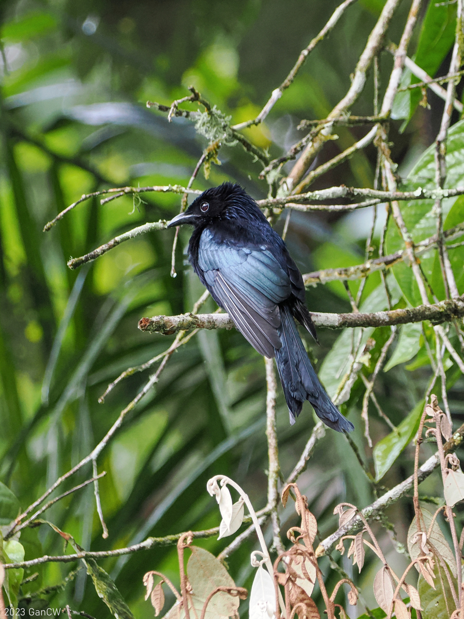 Sulawesi Drongo (Dicrurus montanus), photo 1