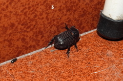 Archophileurus