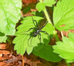 Anoplius infuscatus