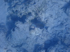 Balistes vetula