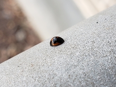 Exochomus marginipennis