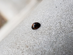 Exochomus marginipennis