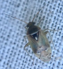 Pinalitus cervinus