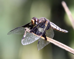 Palpopleura