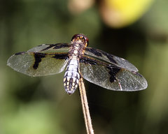 Palpopleura
