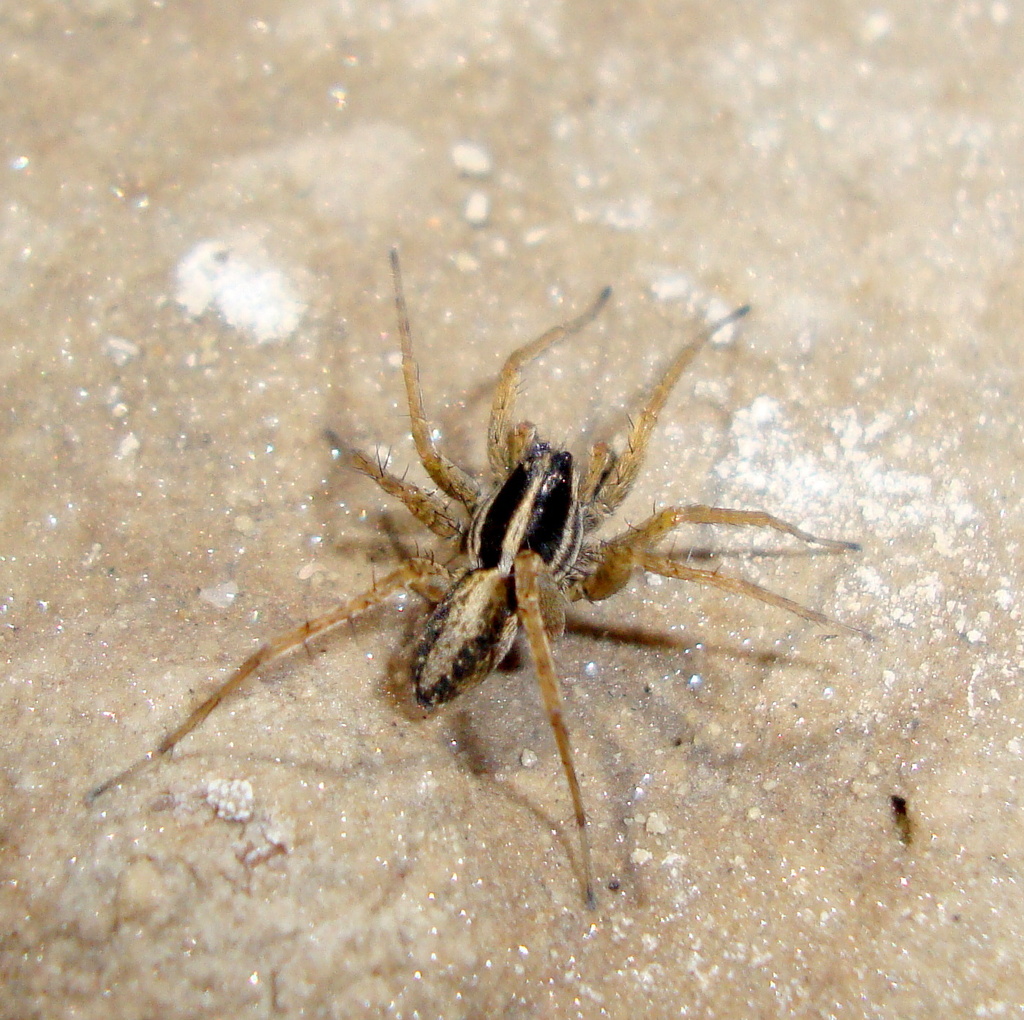 Pardosa pontica