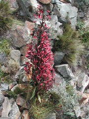 Gentianella weberbaueri