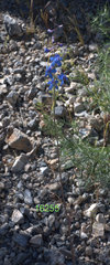Delphinium parishii parishii