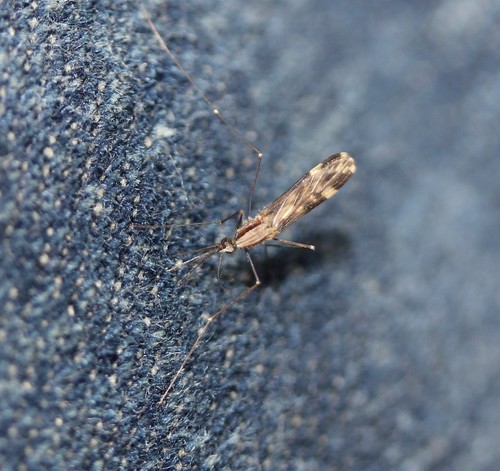Woodland Malaria Mosquito photo 5
