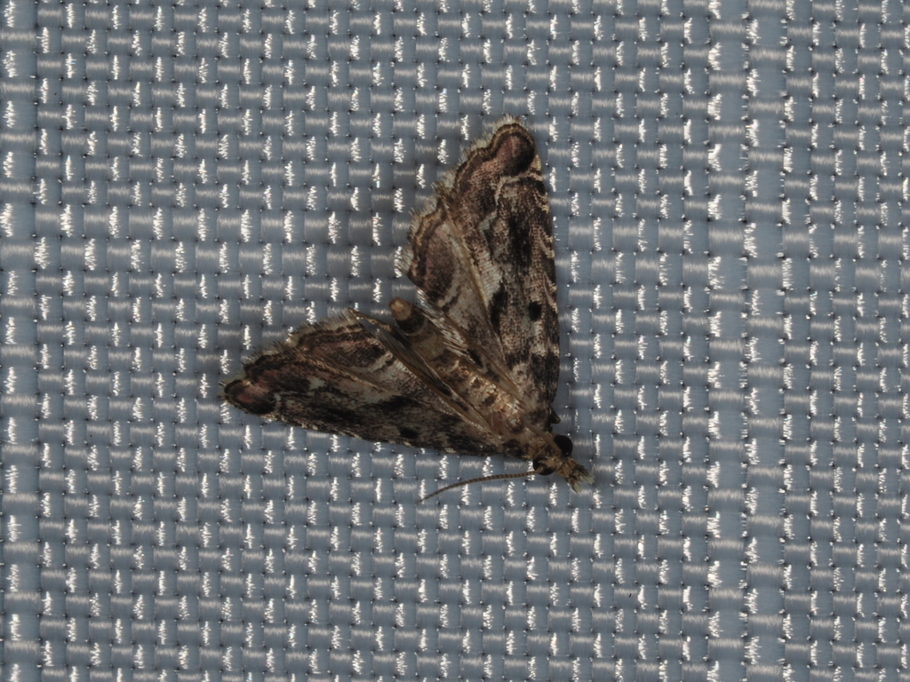 Sufetula tynnuta