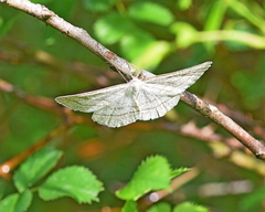 Perconia strigillaria