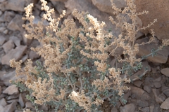 Anabasis setifera