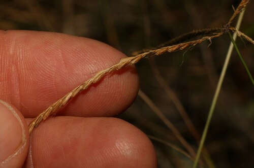 Image of Chloris ventricosa by (c) Greg Tasney, some rights reserved (CC BY-SA)