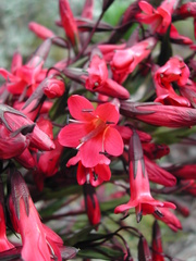 Gentianella weberbaueri