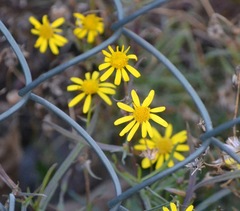 Senecio inaequidens
