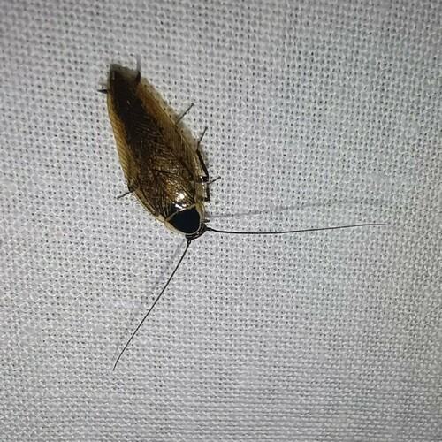 Forest Cockroach, Rolde, Netherlands, photo 3 of 10