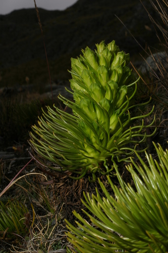 Gentianella thyrsoidea