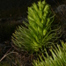 Gentianella thyrsoidea - Photo (c) Lada Malek, some rights reserved (CC BY-NC), uploaded by Lada Malek