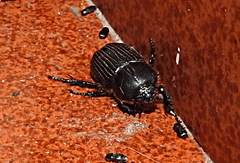 Archophileurus