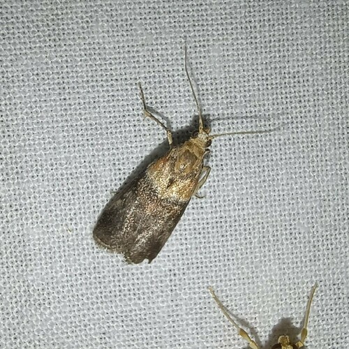 Warted Knot-horn, Rolde, Netherlands, photo 5 of 10
