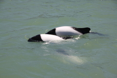 Cephalorhynchus commersonii