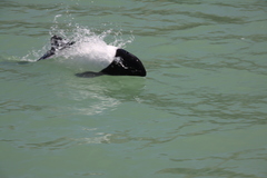 Cephalorhynchus commersonii
