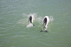 Cephalorhynchus commersonii