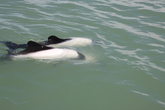 Cephalorhynchus commersonii