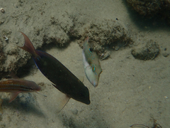 Canthigaster bennetti