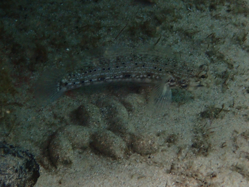 Istigobius nigroocellatus