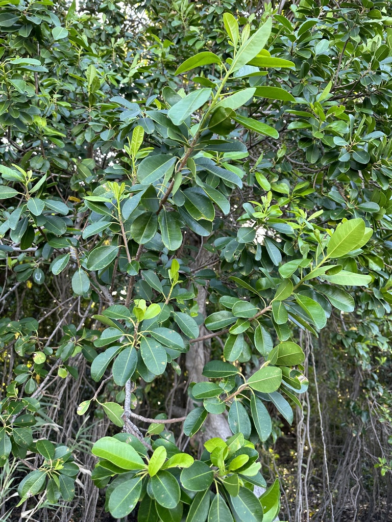 milky mangrove from Great Barrier Reef, Nelly Bay, QLD, AU on July 11 ...