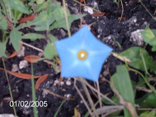 Image of Ipomoea cardiophylla by (c) Tereso Hernández Morales, some rights reserved (CC BY)