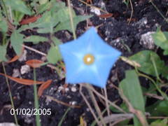 Ipomoea cardiophylla