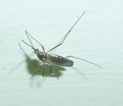 Aedes triseriatus