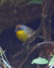 Atlapetes pileatus